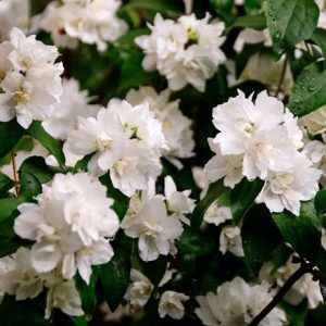 Philadelphus Minnesota Snowflake