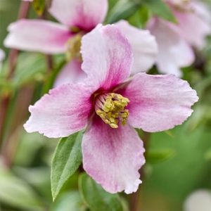 Philadelphus Petite Perfume Pink ('P1') (PBR)