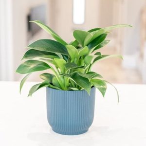 Philodendron Green Princess