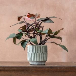 Philodendron Pink Princess