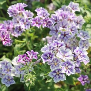 Phlox drummondii Sugar Stars