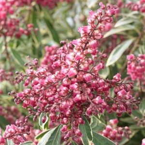 Pieris japonica Polar Passion ('PPOBAS') (PBR)