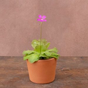 Pinguicula Weser