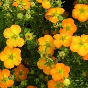 Potentilla fruticosa Bella Sol ('Hachdon') (PBR)