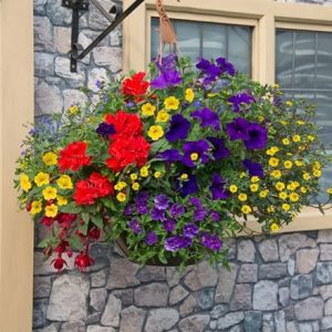 Primary colours - Easyplanter for hanging baskets & patio pots