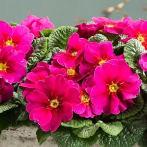 Primula vulgaris Raspberry Rose