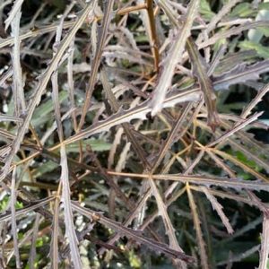 Pseudopanax 'Bronze Eagle'