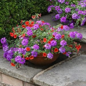 Purple sunshine container plant collection