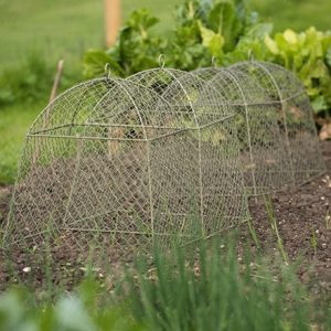 Rabbit proof cloche