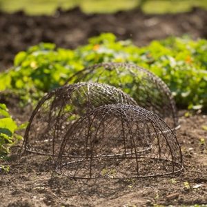 Rabbit proof dome cloches rustic brown - set of 3