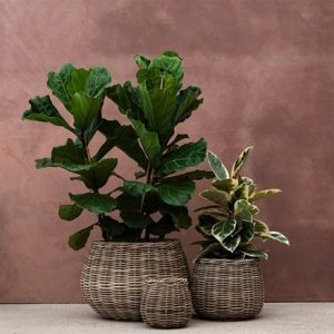 Rattan large round basket / plant pot