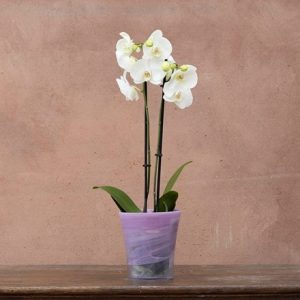 Recycled glass flared orchid pot - pink