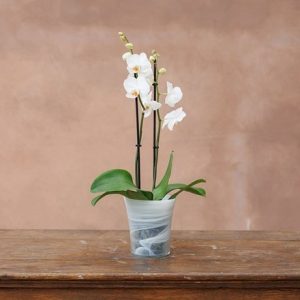 Recycled glass flared orchid pot - white