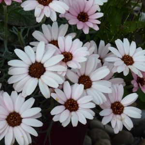 Rhodanthemum African Rose