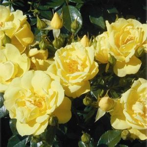 Rosa Flower Carpet Gold ('Noalesa') (PBR)