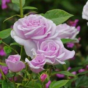 Rosa Pacific Blue ('Tan98485')