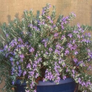 Rosmarinus officinalis Roman Beauty (PBR)