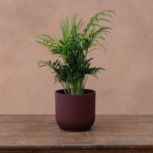 Round ribbed plant pot - burgundy