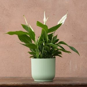 Round ribbed plant pot - mint