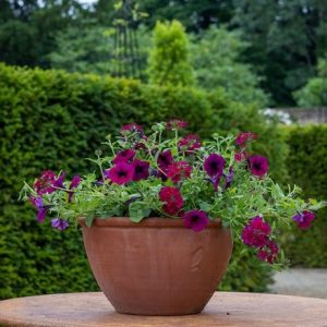 Ruby starlet container plant collection