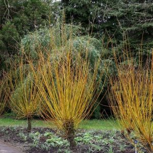 Salix alba var. vitellina Britzensis