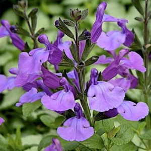 Salvia Cool Violet