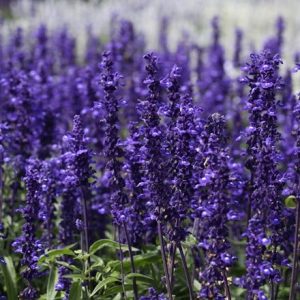 Salvia Victoria Blue ('Vivisal') (PBR)