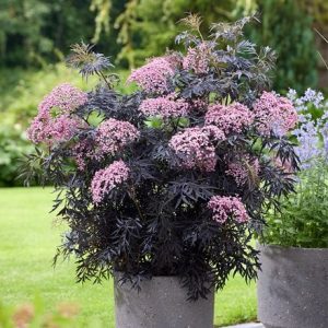 Sambucus nigra f. porphyrophylla Cherry Lace ('Hyfjolais')