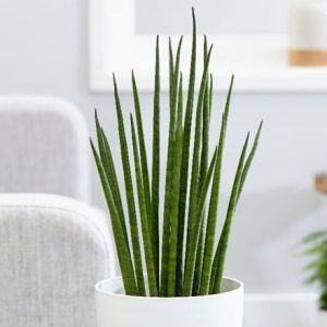 Sansevieria bacularis Mikado