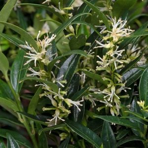 Sarcococca ruscifolia var. chinensis Dragon Gate