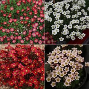 Saxifraga collection