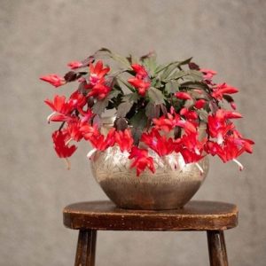 Schlumbergera Caribbean Dancer