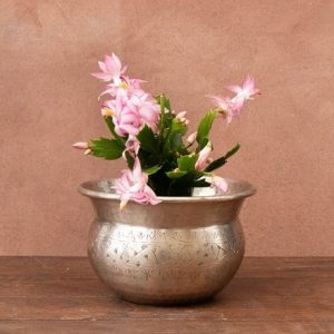 Schlumbergera Exotic Dancer