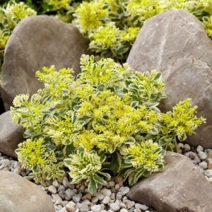 Sedum takesimense Atlantis ('Nonsitnal') (PBR)