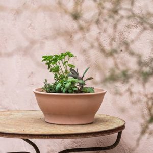 Selection of herbs and terracotta pot