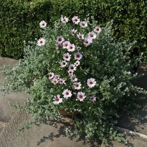 Silver pink container plant collection