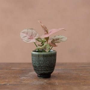 Small glazed plant pot - green