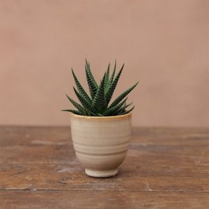 Small glazed plant pot - ivory