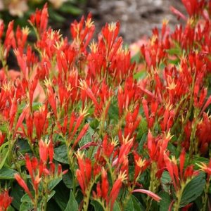 Spigelia Cajun