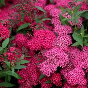 Spiraea japonica Anthony Waterer