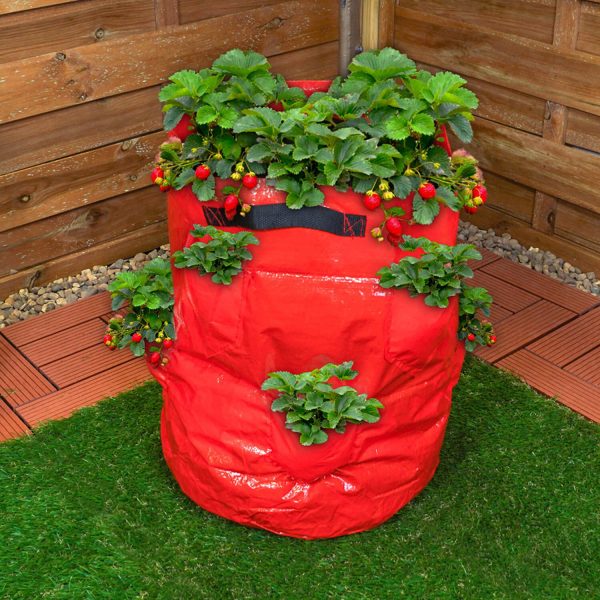 Strawberry Grow Bag 43L