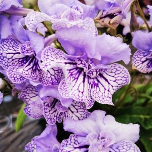 Streptocarpus Dolina