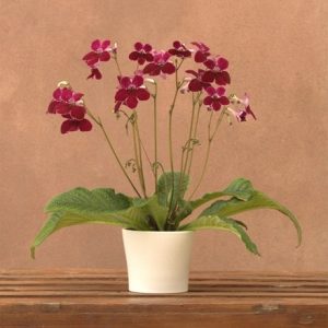 Streptocarpus Leah