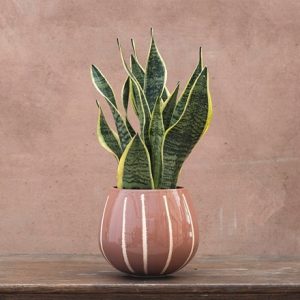 Striped glaze round plant pot - rose pink