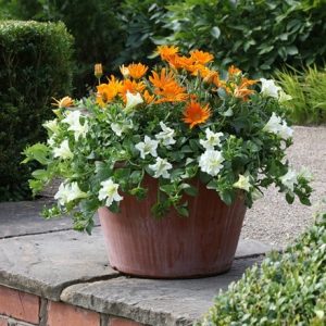 Sunburst container plant collection