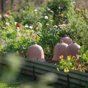 Terracotta bell cloche