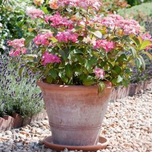 Terracotta citrus pot & hydrangea