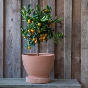 Terracotta herb pot and saucer - large