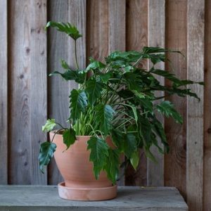 Terracotta herb pot with glazed saucer - small