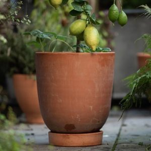 Terracotta lemon pot - glazed saucer